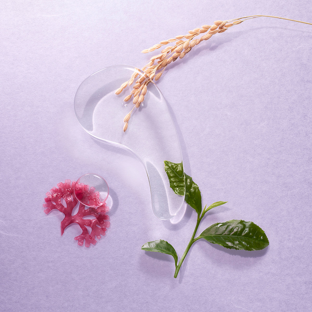 The Essence Gentle Facial Essence for Daily Care